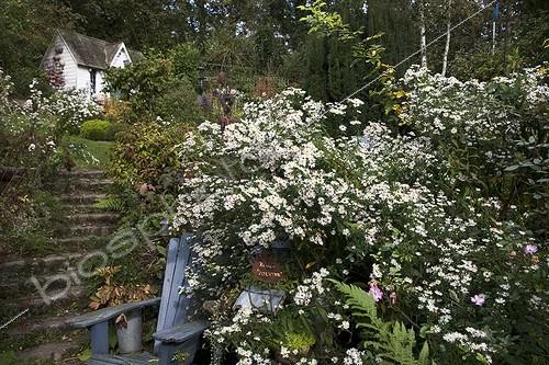 Biosphoto | 740857 | Aster 'White Ladies' in bloom in a garden in autumn | &copy; NouN / Biosphoto