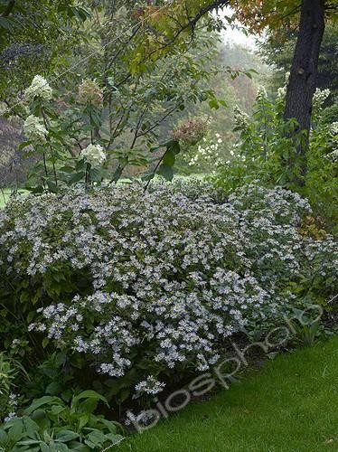 Biosphoto | 629628 | Asters et Hortensia 'White Lady' dans un jardin | &copy; Gilles Le Scanff & Joëlle-Caroline Mayer / Biosphoto