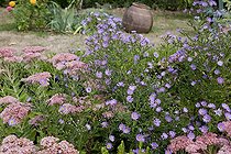 Biosphoto | 1250757 | Asters et Orpins en fleur dans un jardin | &copy; NouN / Biosphoto