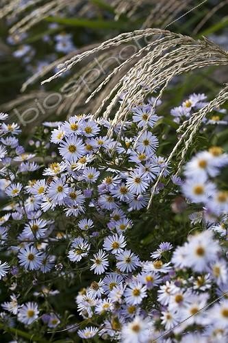 Biosphoto | 1545239 | Asters in bloom in a garden | &copy; Gilles Le Scanff & Joëlle-Caroline Mayer / Biosphoto