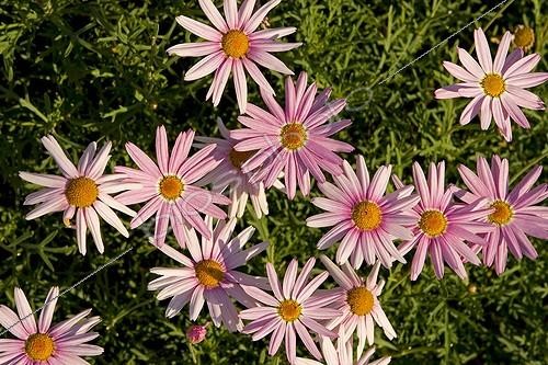 Biosphoto | 455927 | Asters roses dans le Kings Walden Garden Afrique du Sud | &copy; David Pyke / Green Eye / Biosphoto