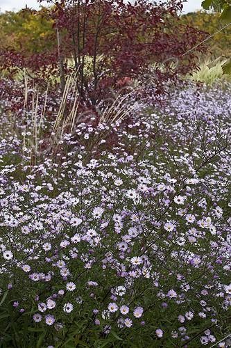 Biosphoto | 1650472 | Asters 'Vasterival' in bloom in a garden | &copy; Gilles Le Scanff & Joëlle-Caroline Mayer / Biosphoto