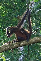 Biosphoto | 2395111 | Atèle à mains noires (Ateles geoffroyi) et jeune sur une branche, Costa Rica | &copy; Jean-François Noblet / Biosphoto