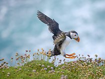 Biosphoto | 2601944 | Atlantic Puffin (Fratercula arctica) in flight at the cliffs of Sumburgh Head. Europe, Great Britain, Scotland, Shetland Islands | &copy; Martin Zwick / Biosphoto