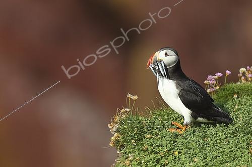 Biosphoto | 2274515 | Atlantic Puffin (Fratercula arctica) with sandeel in the beak, Atlantic Coast, Europe | &copy; Emile Barbelette / Biosphoto