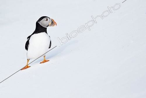 Biosphoto | 1852315 | Atlantic puffin on snow Norway | &copy; Niko Pekonen / Biosphoto