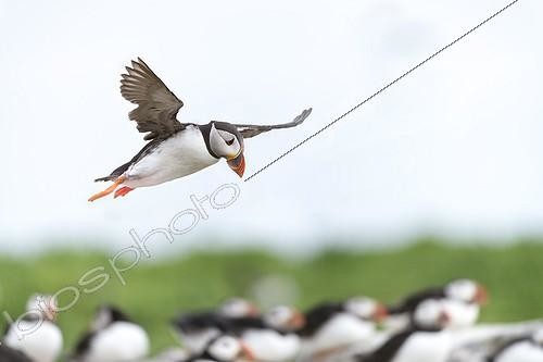 Biosphoto | 2017900 | Atlantic Puffins flying - British Isles  | &copy; Jean-Paul Chatagnon / Biosphoto