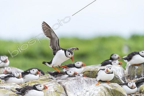 Biosphoto | 2017901 | Atlantic Puffins landing - British Isles  | &copy; Jean-Paul Chatagnon / Biosphoto