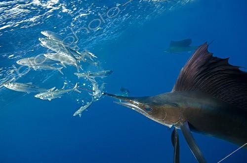 Biosphoto | 1620863 | Atlantic sailboats hunting a shoal of Pilchards Mexico  | &copy; Gérard Soury / Biosphoto