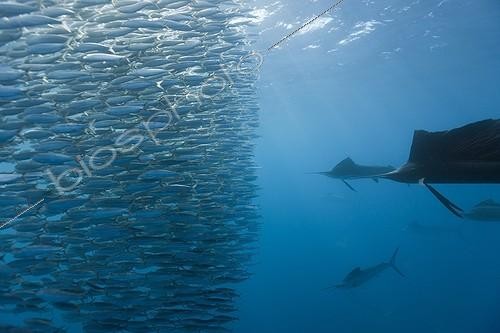 Biosphoto | 1206440 | Atlantic Sailfish hunting Sardines schoal Mexico | &copy; Reinhard Dirscherl / Biosphoto