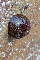 Biosphoto | 2598732 | Atlantic sea tomato (Actinia equina) with retracted tentacles when exposed to air, Cotes-d'Armor, France | &copy; Marie Aymerez / Biosphoto