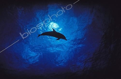 Biosphoto | 813466 | Atlantic spotted dolphin Bahamas Caribbean Atlantic Ocean | &copy; Gérard Soury / Biosphoto