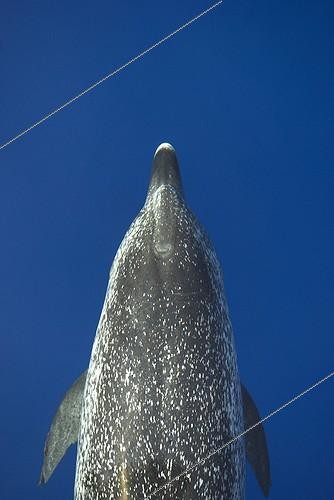 Biosphoto | 1250877 | Atlantic spotted dolphin in the clear waters of the Atlantic | &copy; Christopher Swann / Biosphoto