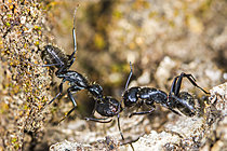 Biosphoto | 2621311 | Attaque de Fourmi méditerranéenne (Camponotus cruentatus sur une Fourmi charpentière (Camponotus vagus), Parc national des Cévennes, France | &copy; Philippe Lebeaux / Biosphoto