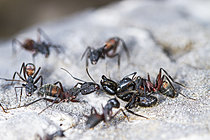Biosphoto | 2621313 | Attaque de Fourmis méditerranéennes (Camponotus cruentatus) sur une Fourmi charpentière (Camponotus vagus), Parc national des Cévennes, France | &copy; Philippe Lebeaux / Biosphoto