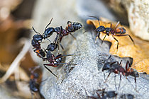 Biosphoto | 2621316 | Attaque de fourmis méditerranéennes (Camponotus cruentatus), Parc national des Cévennes, France | &copy; Philippe Lebeaux / Biosphoto
