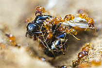 Biosphoto | 2621286 | Attaque de soldats de Fourmi (Myrmica sp) sur un mâle de Fourmi charpentière (Camponotus vagus), Parc national des Cévennes, France | &copy; Philippe Lebeaux / Biosphoto