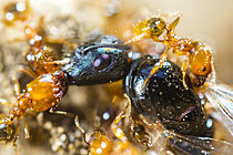 Biosphoto | 2621287 | Attaque de soldats de Fourmi (Myrmica sp) sur un mâle de Fourmi charpentière (Camponotus vagus), Parc national des Cévennes, France | &copy; Philippe Lebeaux / Biosphoto