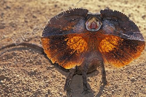 Biosphoto | 30046 | Attitude d'intimidation d'un lézard à collerette Australie  ; Région des Kimberley | &copy; Alain Mafart-Renodier / Biosphoto
