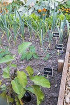 Biosphoto | 2435460 | Aubergines et poireaux dans un carré potager en été, Pas de Calais, France | &copy; Yann Avril / Biosphoto