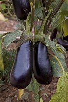 Biosphoto | 1250606 | Aubergines longues 'Baluroi F1' dans un jardin potager | &copy; NouN / Biosphoto