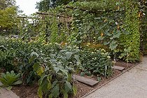 Biosphoto | 1250625 | Aubergines longues 'Baluroi F1' dans un jardin potager | &copy; NouN / Biosphoto