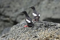 Biosphoto | 1518775 | Auks, Pigeon Guillemot (Cepphus columba columba), Alaska, USA | &copy; Konrad Wothe / imageBROKER / Biosphoto