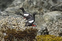 Biosphoto | 1522107 | Auks, Pigeon Guillemot (Cepphus columba columba), Alaska, USA | &copy; Konrad Wothe / imageBROKER / Biosphoto