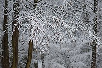 Biosphoto | 2445659 | Aulne glutineux (Alnus glutinosa) chatons sous la neige, Parc naturel régional des Vosges du Nord, France | &copy; Michel Rauch / Biosphoto