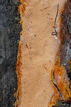 Biosphoto | 2600914 | Auriporia aurulenta, polypore résupiné sur une souche de Pin d'Alep (Pinus halepensis), Bouches-du-Rhône, France | &copy; Marie Aymerez / Biosphoto