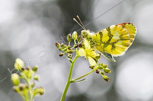 Biosphoto | 2621709 | Aurore de Provence (Anthocharis euphenoides) sur biscutelle commune = lunetière lisse (Biscutella laevigata) plante hôte de ses chenilles, sur la Dent de Rez depuis Reynouard, commune de Gras, Ardèche, France | &copy; Stéphane Vitzthum / Biosphoto