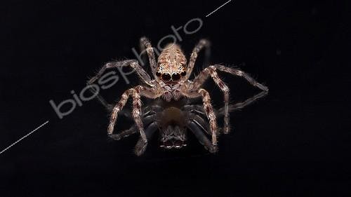 Biosphoto | 2035974 | Aussie Bronze Jumper with reflection on black background ; shot on a black glass table showing full underside reflections,spider is facing directly into lens with big eyes. | &copy; Adam Fletcher / Biosphoto