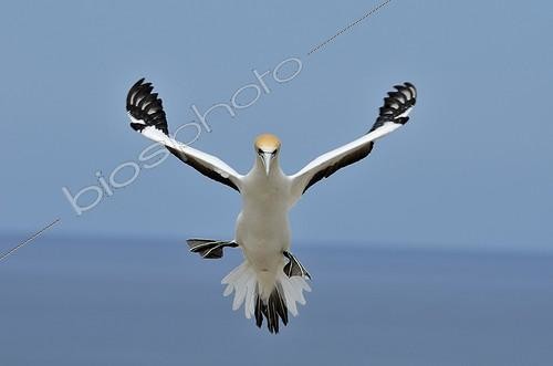 Biosphoto | 1900196 | Australasian gannet in flight Cape Kidnappers New Zealand | &copy; David Tipling / Biosphoto