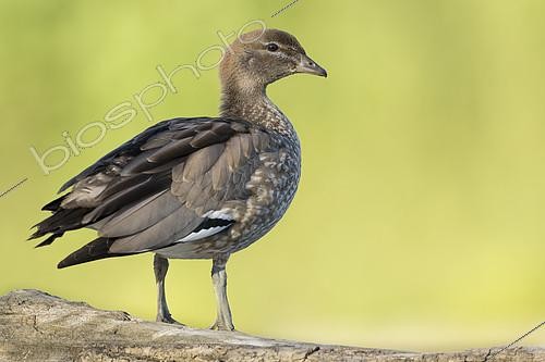 Biosphoto | 2100750 | Australian Wood Duck (Chenonetta jubata) on ground, France | &copy; Olivier Gutfreund / Biosphoto