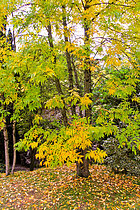 Biosphoto | 2609456 | Automne au jardin des plantes, Le Mans, Sarthe, France | &copy; Michel Gile / Biosphoto
