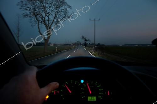 Biosphoto | 2407755 | Automobiliste voyant un Sanglier traverser la route devant lui à la tombée de la nuit | &copy; Thomas Jentzsch / imageBROKER / Biosphoto