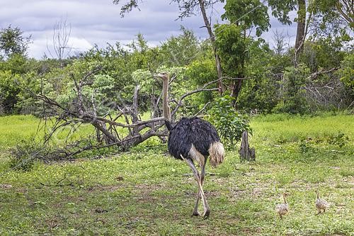 Biosphoto | 2601790 | Autruche d'Afrique (Struthio camelus) et ses deux poussins, Namibie, Afrique | &copy; Alain Roux / Biosphoto