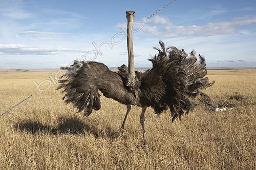 Biosphoto | 197127 | Autruche Masaï femelle défendant son nid Masaï Mara Kenya | &copy; Michel & Christine Denis-Huot / Biosphoto