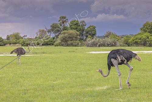 Biosphoto | 2601051 | Autruches d'Afrique (Struthio camelus), Namibie, Afrique | &copy; Alain Roux / Biosphoto