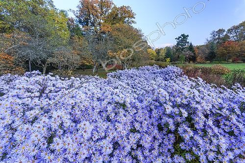 Biosphoto | 2121869 | Autumn Asters fowers, Arboretum of Balaine, Villeneuve-sur-Allier, Allier, France | &copy; Hervé Lenain / Biosphoto