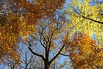 Biosphoto | 2492842 | Autumn atmosphere in the forest of the Northern Vosges, France | &copy; Michel Rauch / Biosphoto