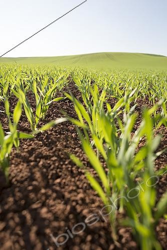 Biosphoto | 2578811 | Autumn emergence of winter barley, 3 to 5 leaf stage, period of weeding, grasses, broadleaf weeds and insecticide protection against aphids, vectors of barley yellow dwarf disease (BYDV). | &copy; Claudius Thiriet / Biosphoto