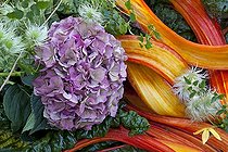 Biosphoto | 1609979 | Autumn floral composition in a garden | &copy; Gilles Le Scanff & Joëlle-Caroline Mayer / Biosphoto