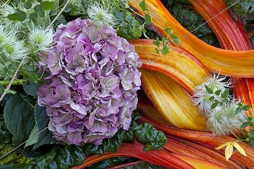 Biosphoto | 1609979 | Autumn floral composition in a garden | &copy; Gilles Le Scanff & Joëlle-Caroline Mayer / Biosphoto