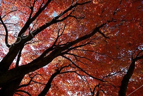 Biosphoto | 170796 | Autumn foliage of Maples France | &copy; Dominique Delfino / Biosphoto