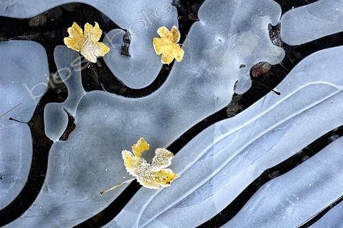 Biosphoto | 341726 | Autumn Leaves fell on the ice covering water France | &copy; Jean-Philippe Delobelle / Biosphoto
