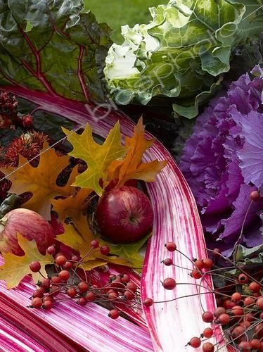 Biosphoto | 629966 | Autumn life still in a garden | &copy; Gilles Le Scanff & Joëlle-Caroline Mayer / Biosphoto
