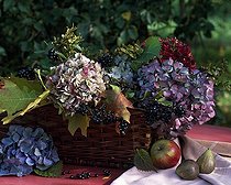 Biosphoto | 627732 | Autumn vegetal composition in a garden | &copy; Gilles Le Scanff & Joëlle-Caroline Mayer / Biosphoto