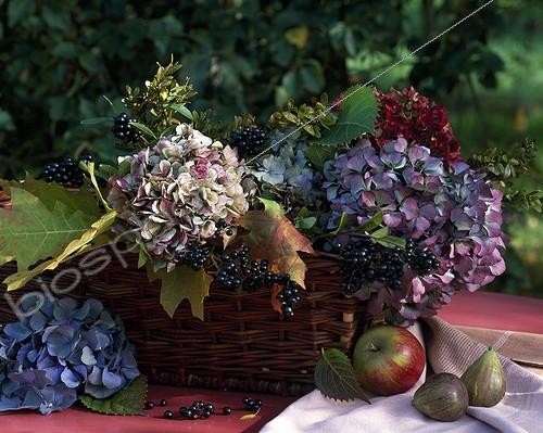 Biosphoto | 627732 | Autumn vegetal composition in a garden | &copy; Gilles Le Scanff & Joëlle-Caroline Mayer / Biosphoto