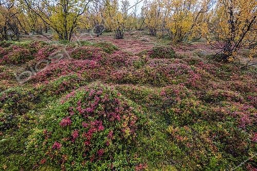 Biosphoto | 2445073 | Autumnal forest floor, blueberries, norrbottens, norrbottens län, laponia, Lapland, Sweden, Europe | &copy; Sonja Jordan / imageBROKER / Biosphoto